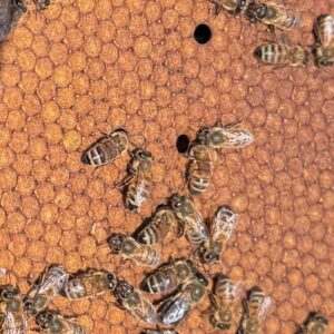 layens hive nucs