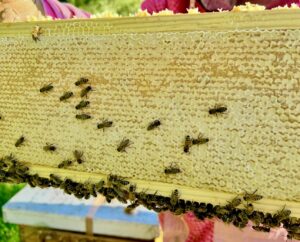 Honey Extracting Services screenshot